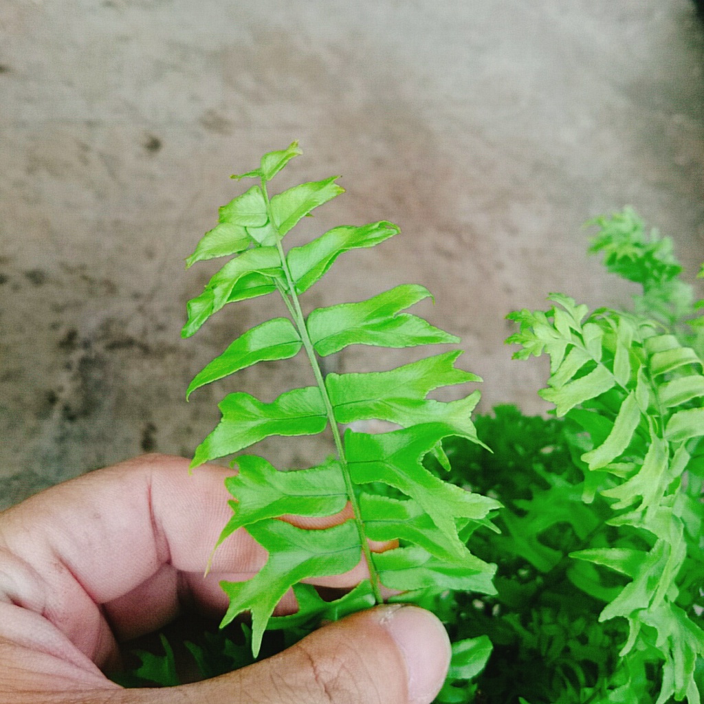 Cây Dương Xỉ Đuôi Tôm - cây cảnh để bàn