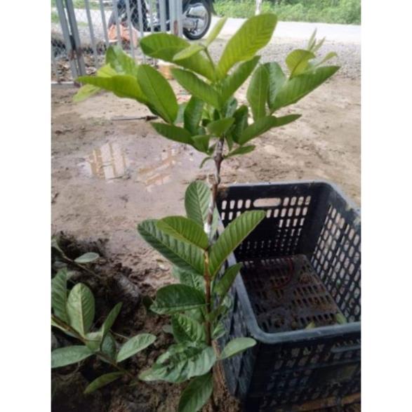 CÂY GIỐNG ỔI GĂNG  cây giống thuần chủng F1