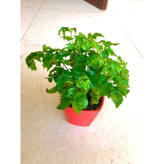 Cây hạnh phúc để bàn +chậu ảnh thậ