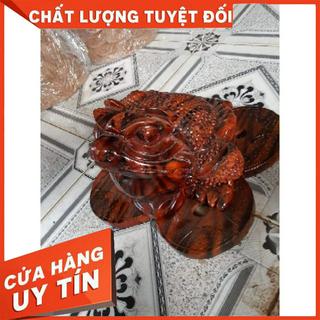 Cóc gỗ xà cừ