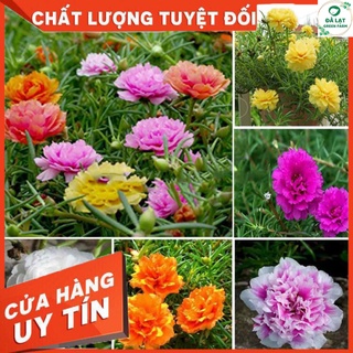 100h_hạt giống hoa mười giờ mỹ kép mix màu