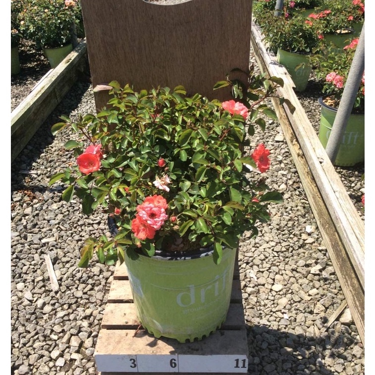 HẠT GIỐNG HOA HỒNG TỈ MUỘI Drift Coral Rose trong chậu 2 Gallon (San hô)