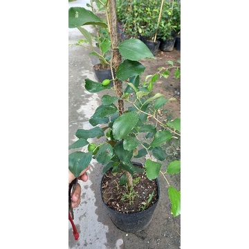 Cây giống táo thái chậu 9