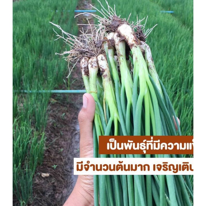 Hạt giống hành lá chịu nhiệt Ragant 961 Thái Lan