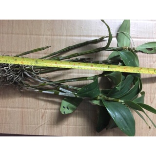 Combo 3 nàng kiều ( kiểu tím, vuông, vàng)