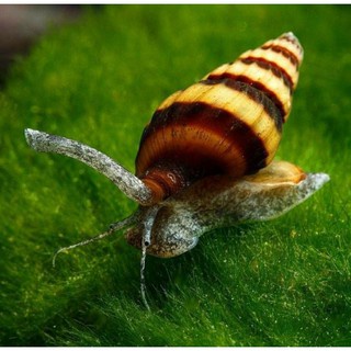 Ốc Helena ăn ốc cho bể cá thủy sinh