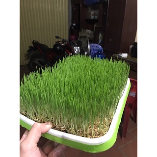 Hạt giống cỏ mèo, cỏ lúa mì, lúa mạch nhập khẩu Úc, Khaiminheco