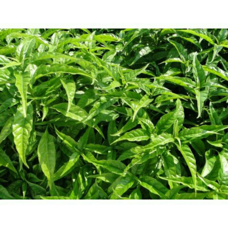 5cây hoàn ngọc đỏ .trắng