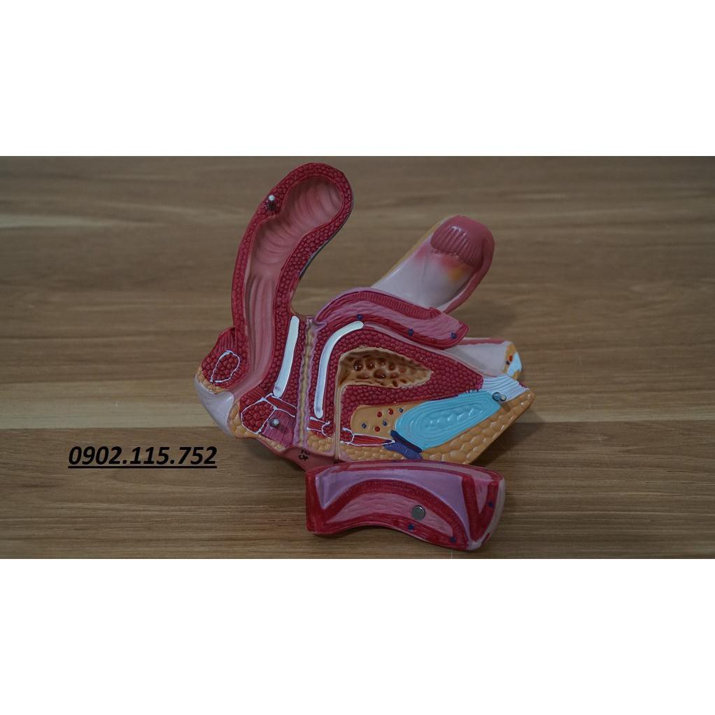 Mô hình giải phẫu khung chậu cơ quan sinh dục nữ