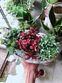 Chậu cây cẩm nhung (cây may mắn)