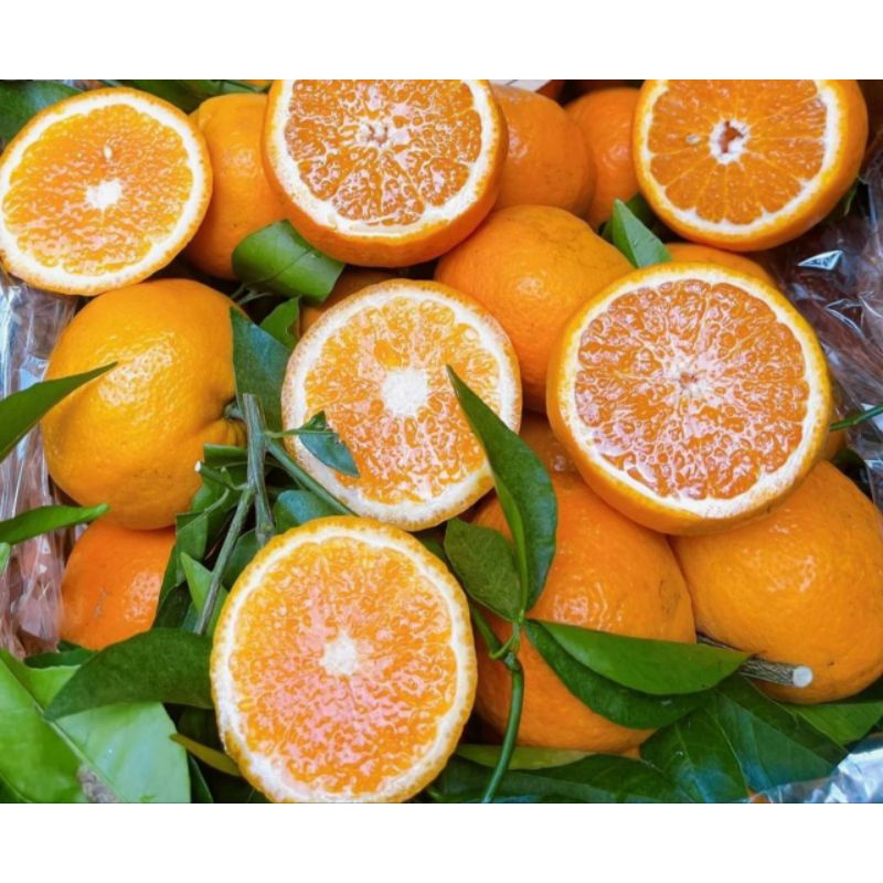 Cây Quýt Đường Siêu Trái Cực Ngọt.