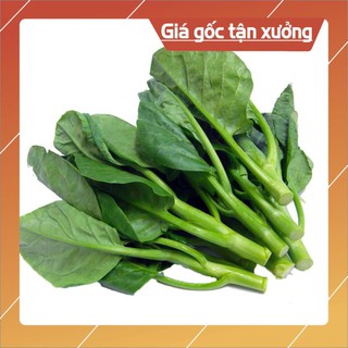 Hạt  Mồng Tơi Cao Sản Lá To, Dễ Trồng - Green Malabar Spinach