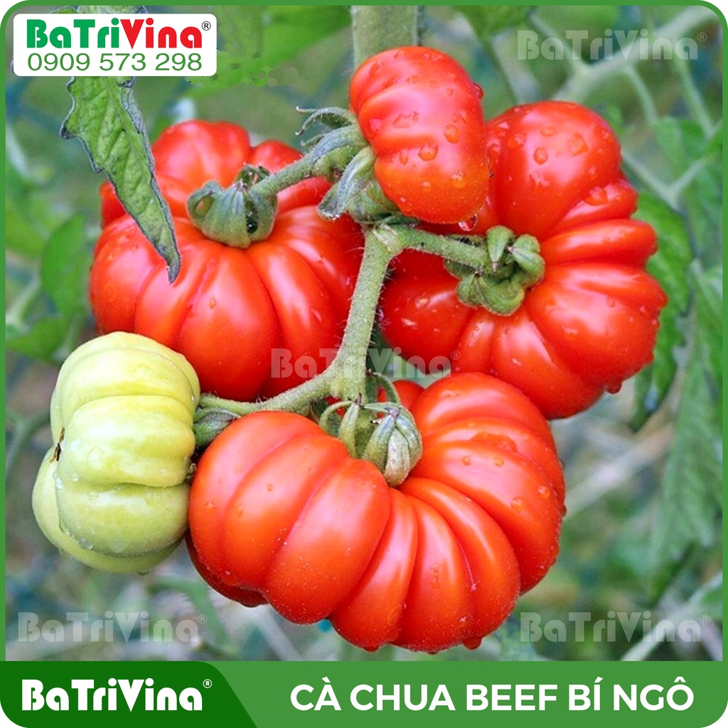 Hạt giống Cà chua Beef Bí Ngô - Cà múi siêu to, siêu đẹp, ngon ngọt, chịu nhiệt tốt, dễ trồng