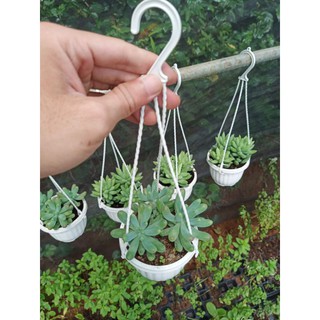 Sen đá thạch ngọc Mỹ - chậu treo