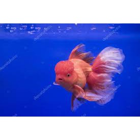 Thức ăn cho cá vàng Hikari Oranda Gold hàng Nhật