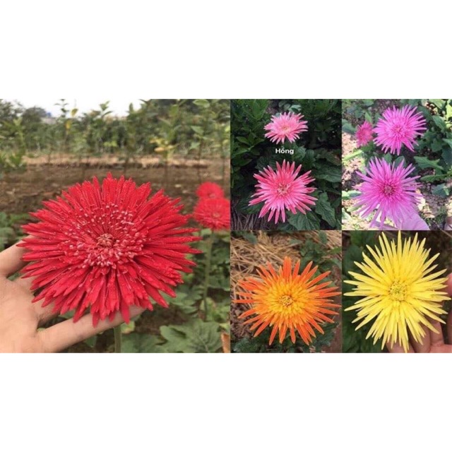 Hoa đồng tiền cổ ( 1 nhánh)