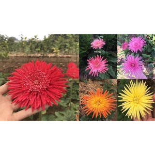Hoa đồng tiền cổ ( 1 nhánh)
