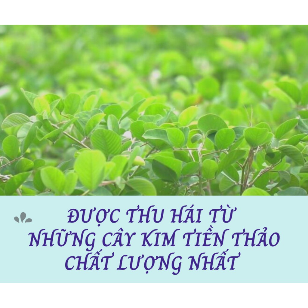 TRÀ KIM TIỀN THẢO - 40 Túi Lọc - Giảm Sỏi Mật, Giảm Sỏi Thận, Giảm Sỏi Tiết Niệu Hiệu Quả