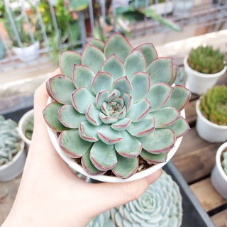 Sen đá viền đỏ cỡ to