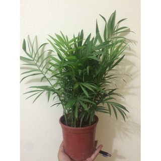 CAU TIỂM TRÂM  để bàn