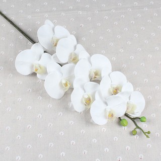 Cành lan hồ điệp cao su 9 bông thân đốm