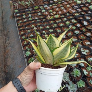 Cây lưỡi hổ vàng để bàn