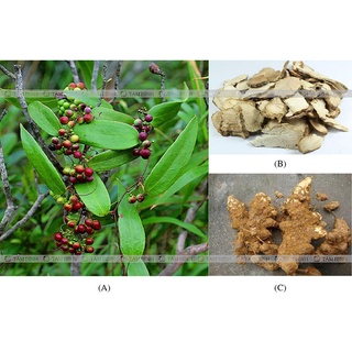 Thổ Phục Linh - 100g