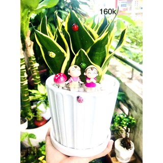 Chậu tiểu cảnh lưỡi hổ thái