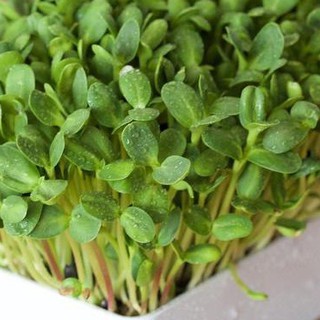 Hạt Mầm hướng dương ( 50gr/Gói )