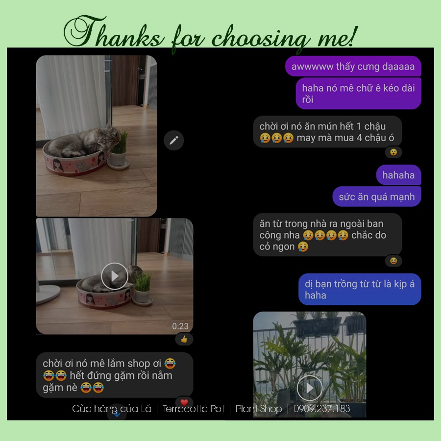 Cỏ mèo tươi trồng sẵn - Bổ sung chất xơ vitamin, chống búi lông, hỗ trợ tiêu hóa