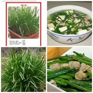 Combo 9 gói hạt giống rau thơm dễ trồng