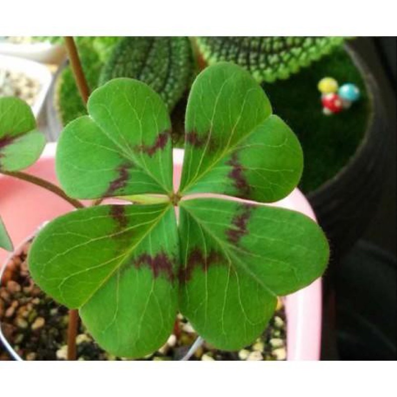 Củ oxalis deppei mexico botka G4