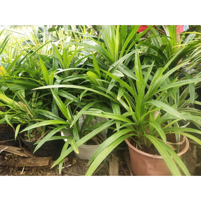 lá dứa thơm 15k/5 cây
