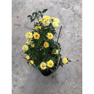 Caykiengsadec cây Hồng trứng vàng + tặng phân bón