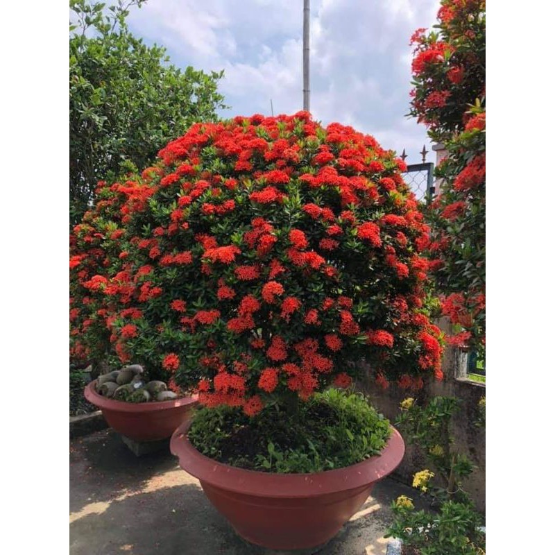 Cây hoa mẫu đơn