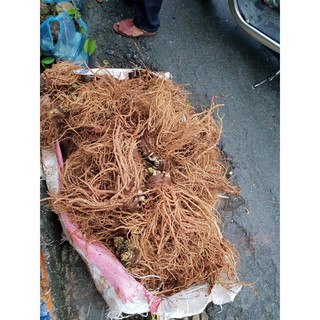 Sâm đương quy - Sâm vàng cho phụ nữ