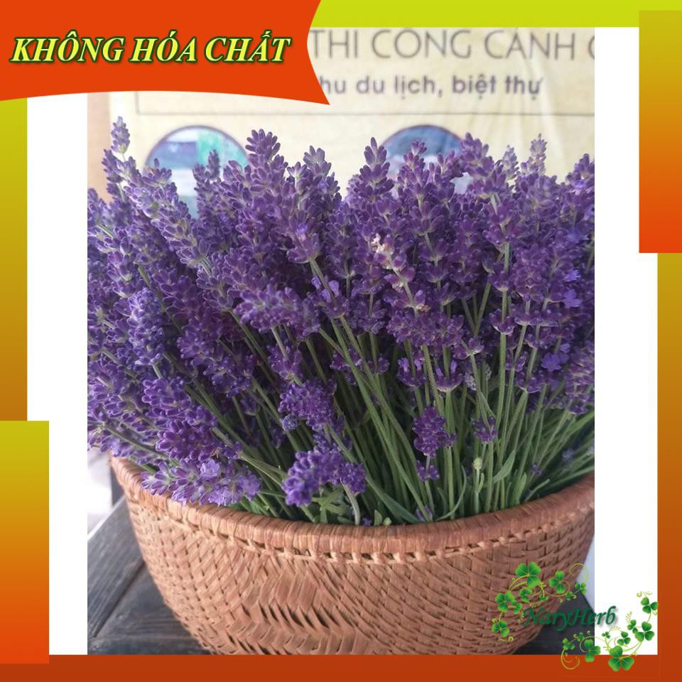 Mặt Nạ Sinh Học Lavender - Dừa - Nha Đam 🍀 3 Lớp 🍀Handmade - Từ Pibo Farm Đà Lạt