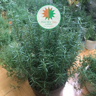 Chậu lớn cây Hương Thảo (Rosemary) - Cây to, nhiều thân già sum sê