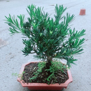 Chậu Tùng Vạn Niên 22cm