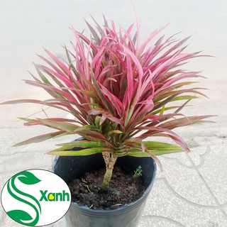 Cây Hồng Phát Tài - Cây Phất dụ