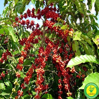 Cây cà phê arabica giống chuẩn