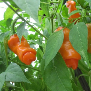 Hạt giống ớt Cu Tí Thái Lan VTS144 | Vạn Tín Store