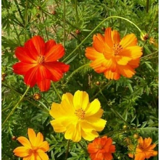 300 hạt hoa sao nhái mix