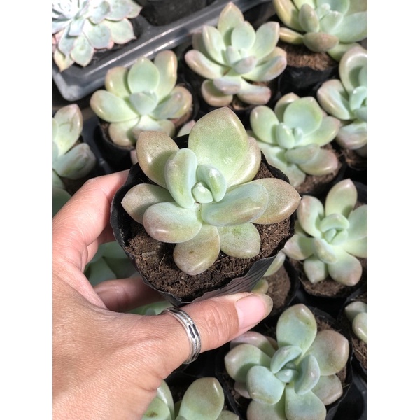 Sen đá Sỏi Hồng lá dài