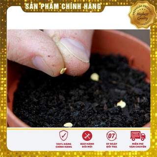 Bộ gói hạt giống ớt Ngũ sắc