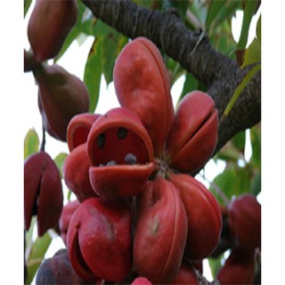 Mủ trôm 1kg