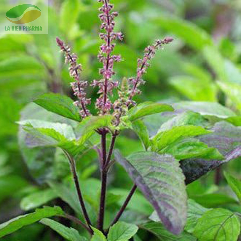 Hạt giống cây hương nhu tía - 1 gói 0.2gram