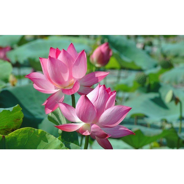 Hạt Giống Hoa Sen Ta  10 hạt