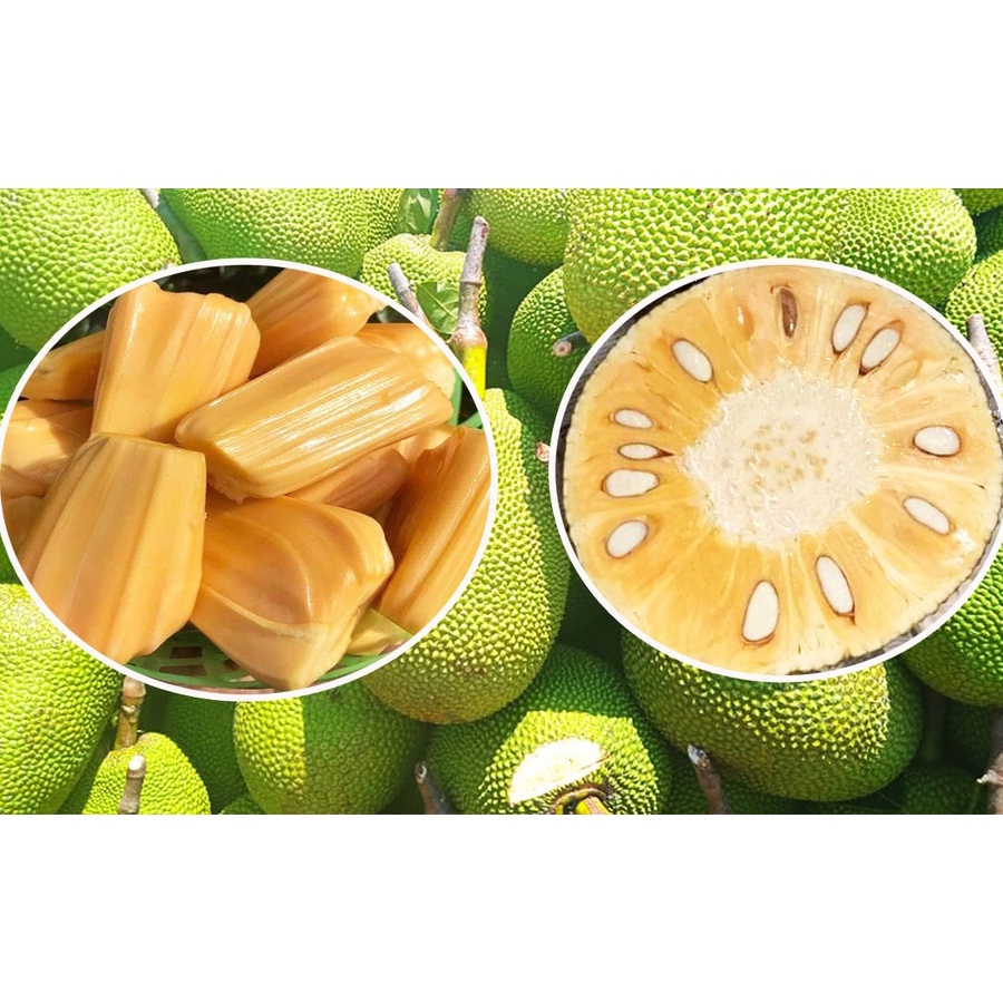 [HCM] 1kg Mít Thái miền Tây nguyên miếng NTFood - Nhất Tín Food