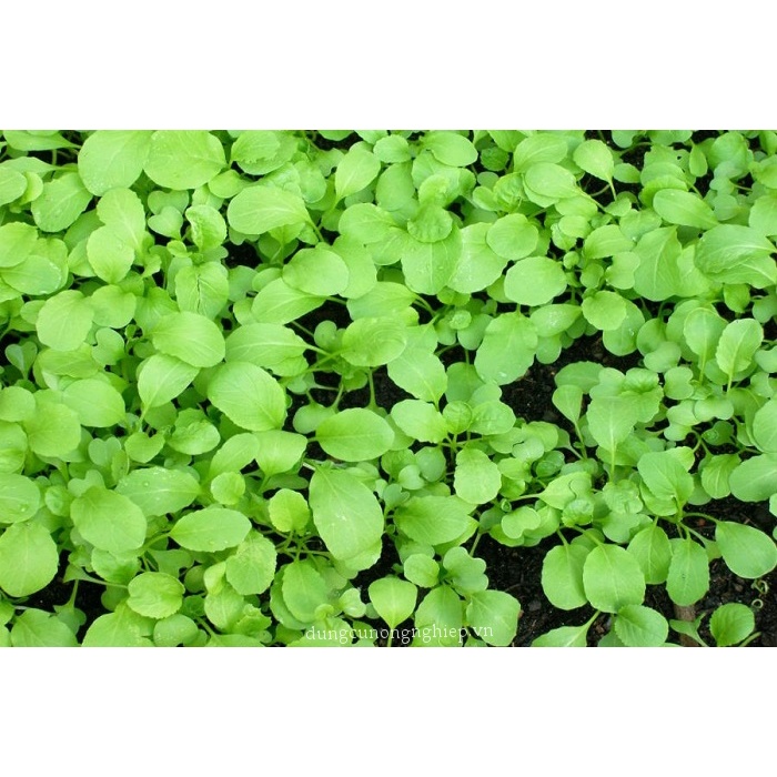 Hạt giống rau cải ngồng, đóng gói 20gr hoặc 50gr